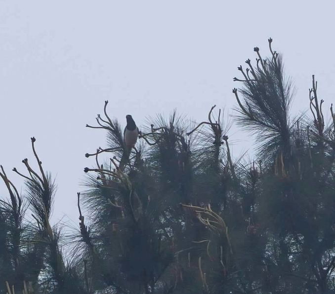 サンジャク - ML646932601