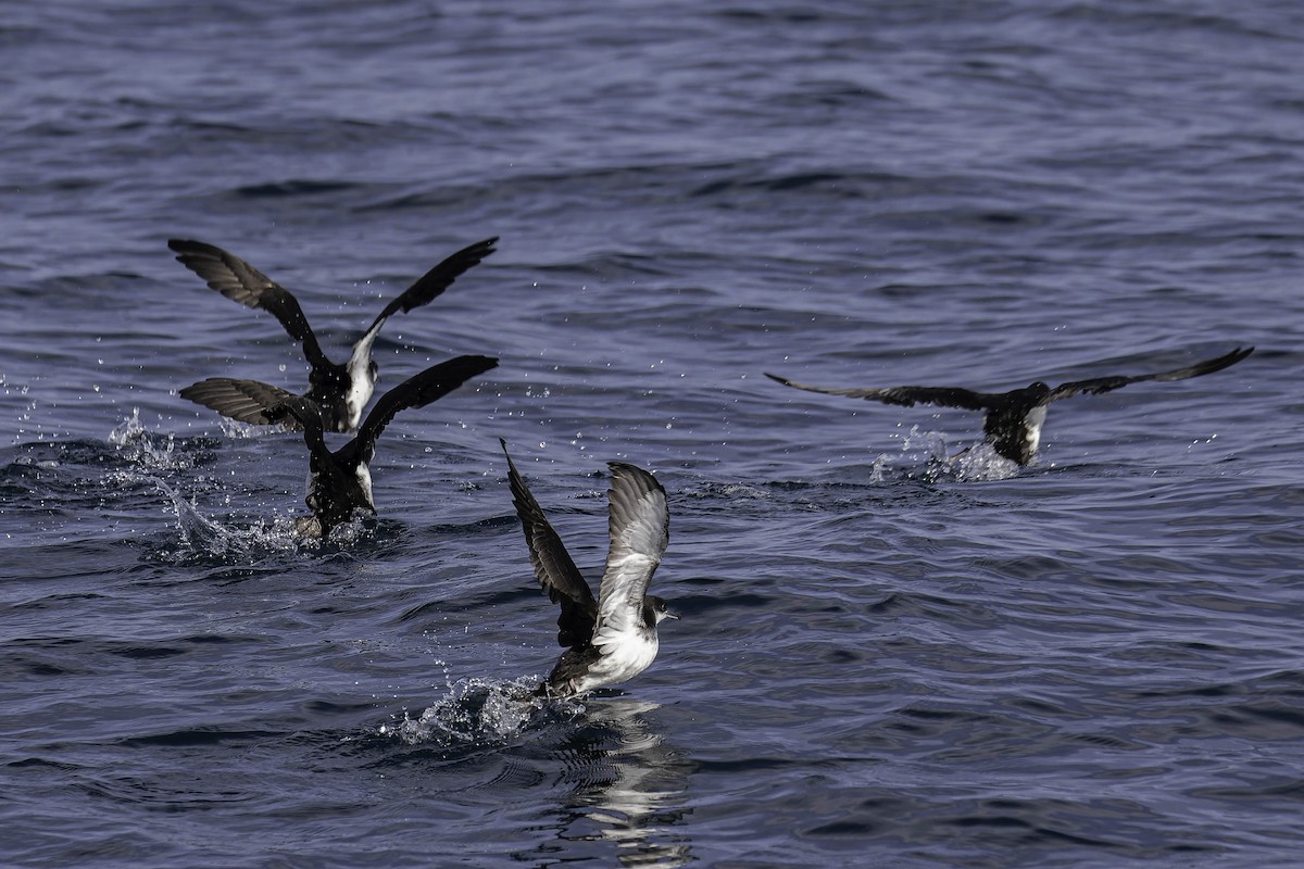 Manx Shearwater - ML646932602