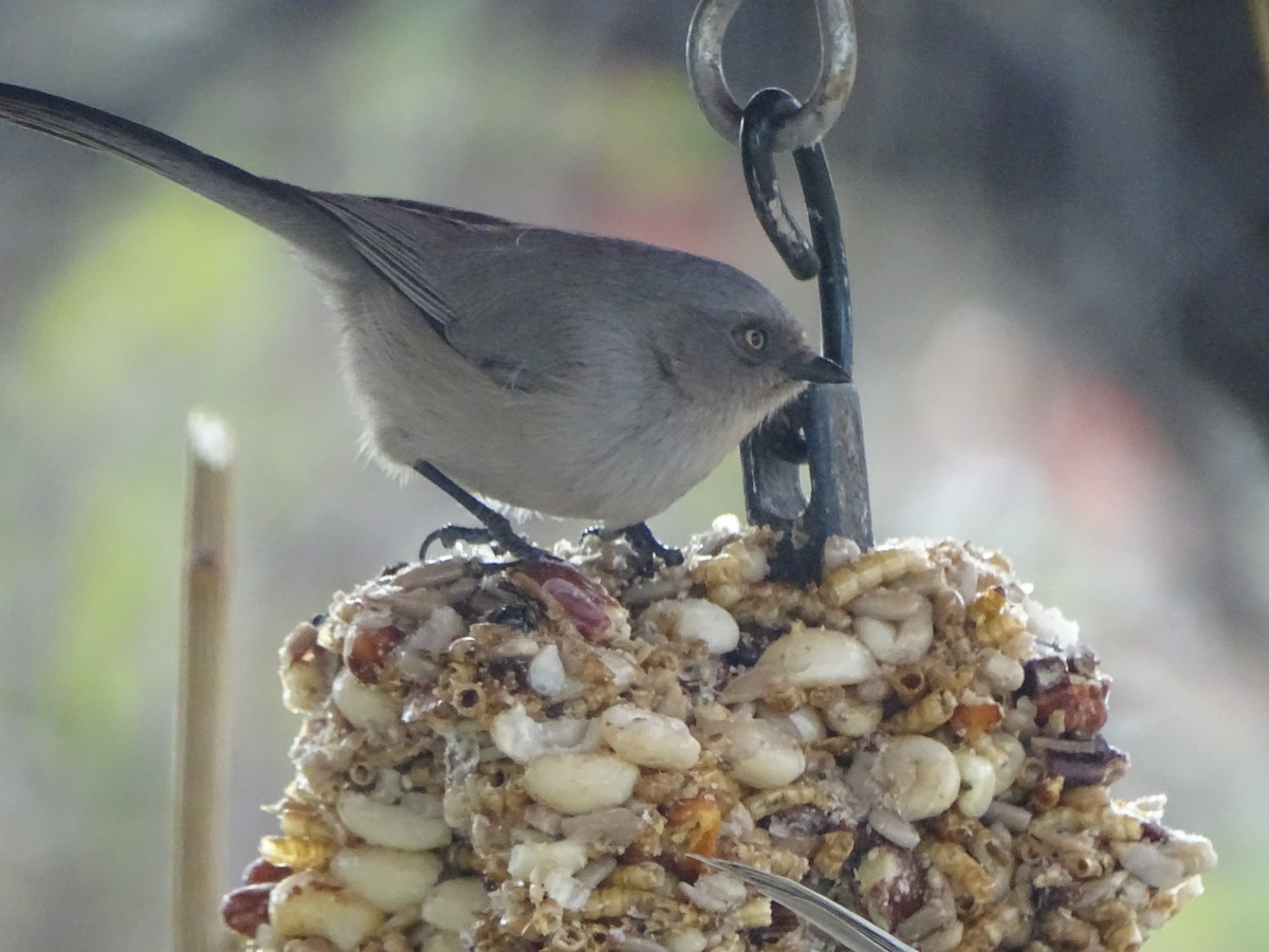 Bushtit - ML646932604