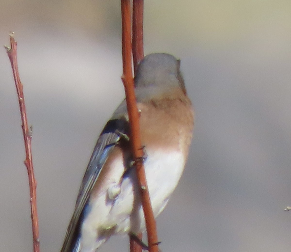 Eastern Bluebird - ML646932605