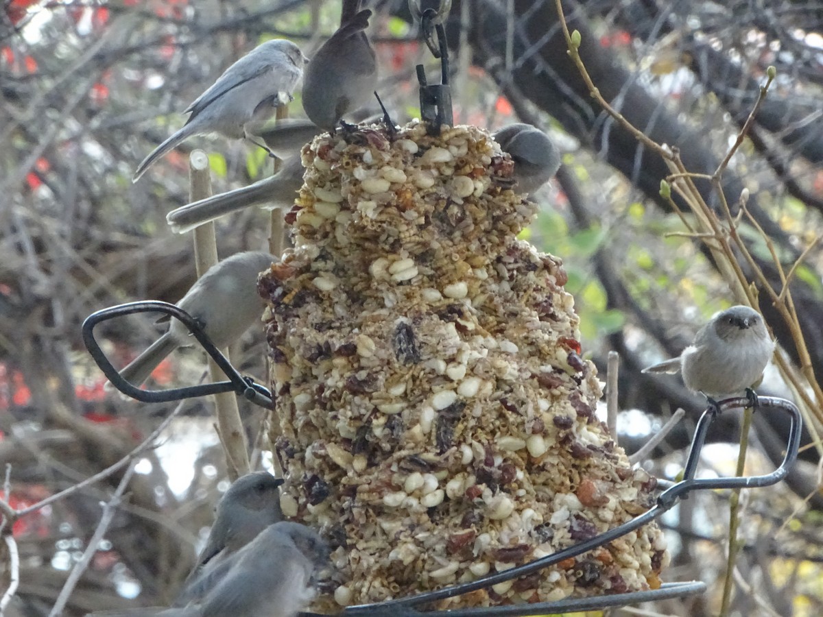 Bushtit - ML646932607