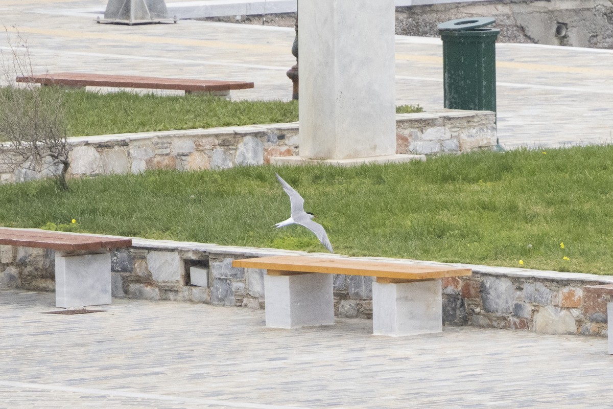 Common Tern - ML646932610