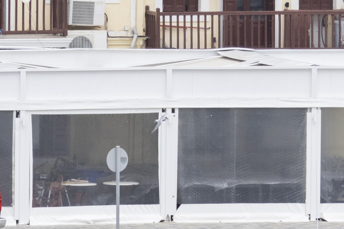 Common Tern - ML646932611