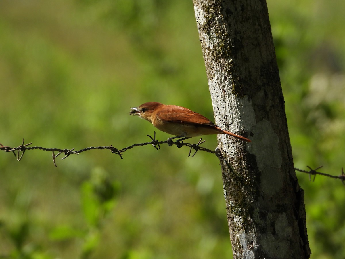 Cinnamon Becard - ML646932612