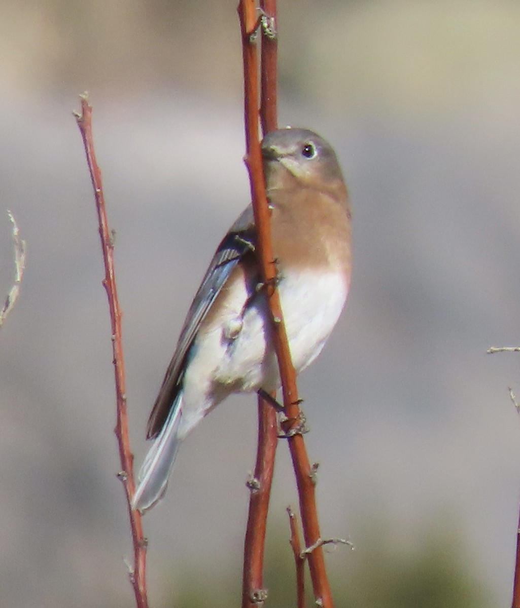 Eastern Bluebird - ML646932615