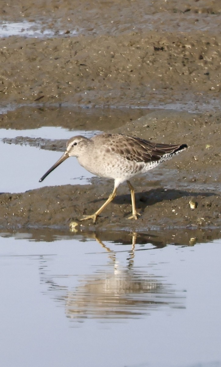 Kısa Gagalı Suçulluğu - ML646932617