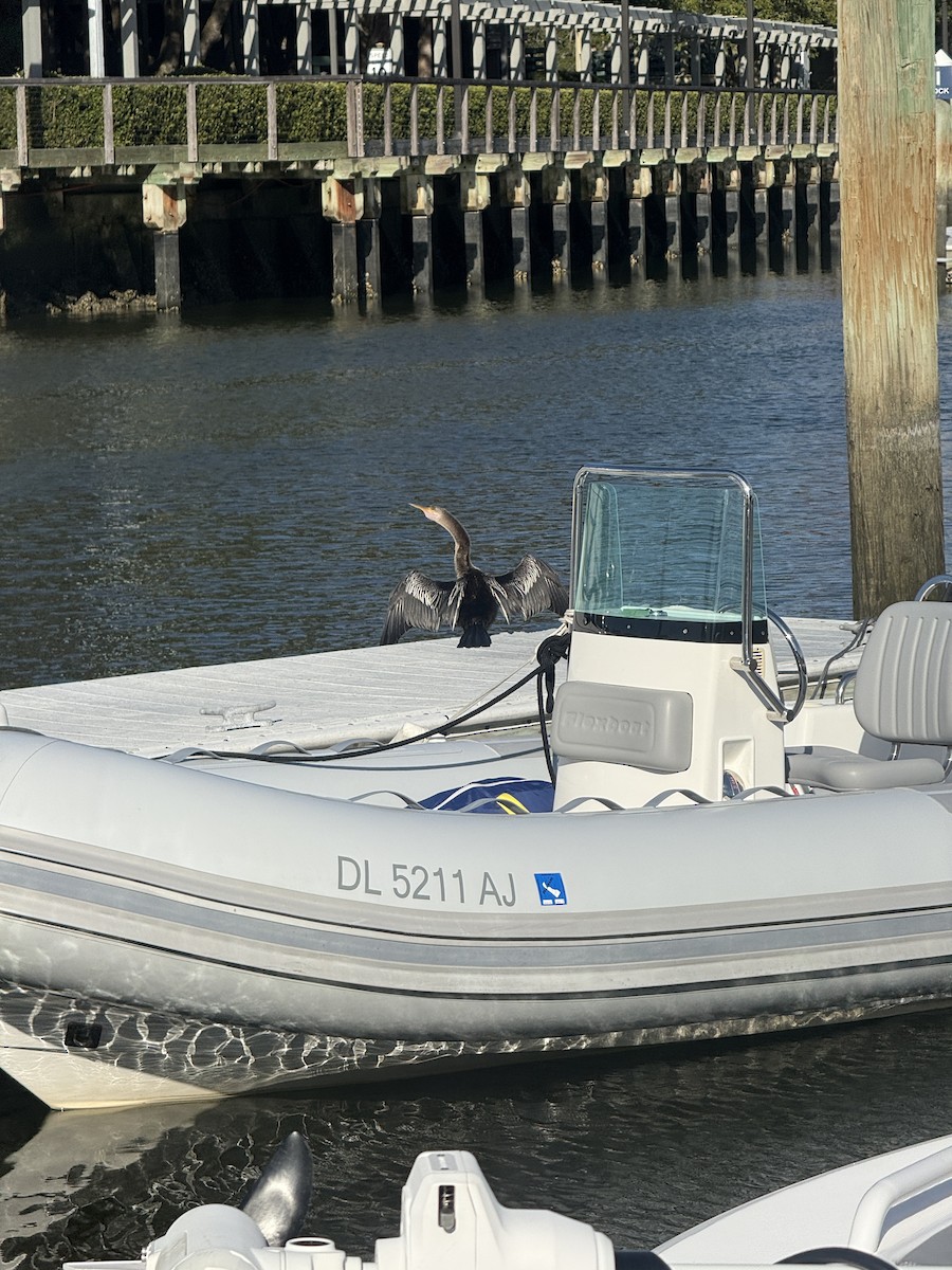 Anhinga Americana - ML646932619