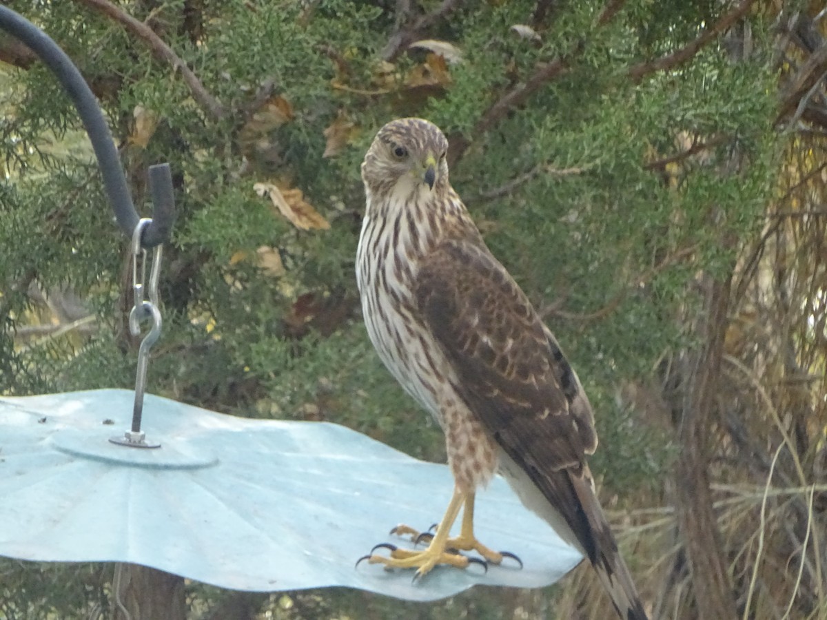 Cooper's Hawk - ML646932642