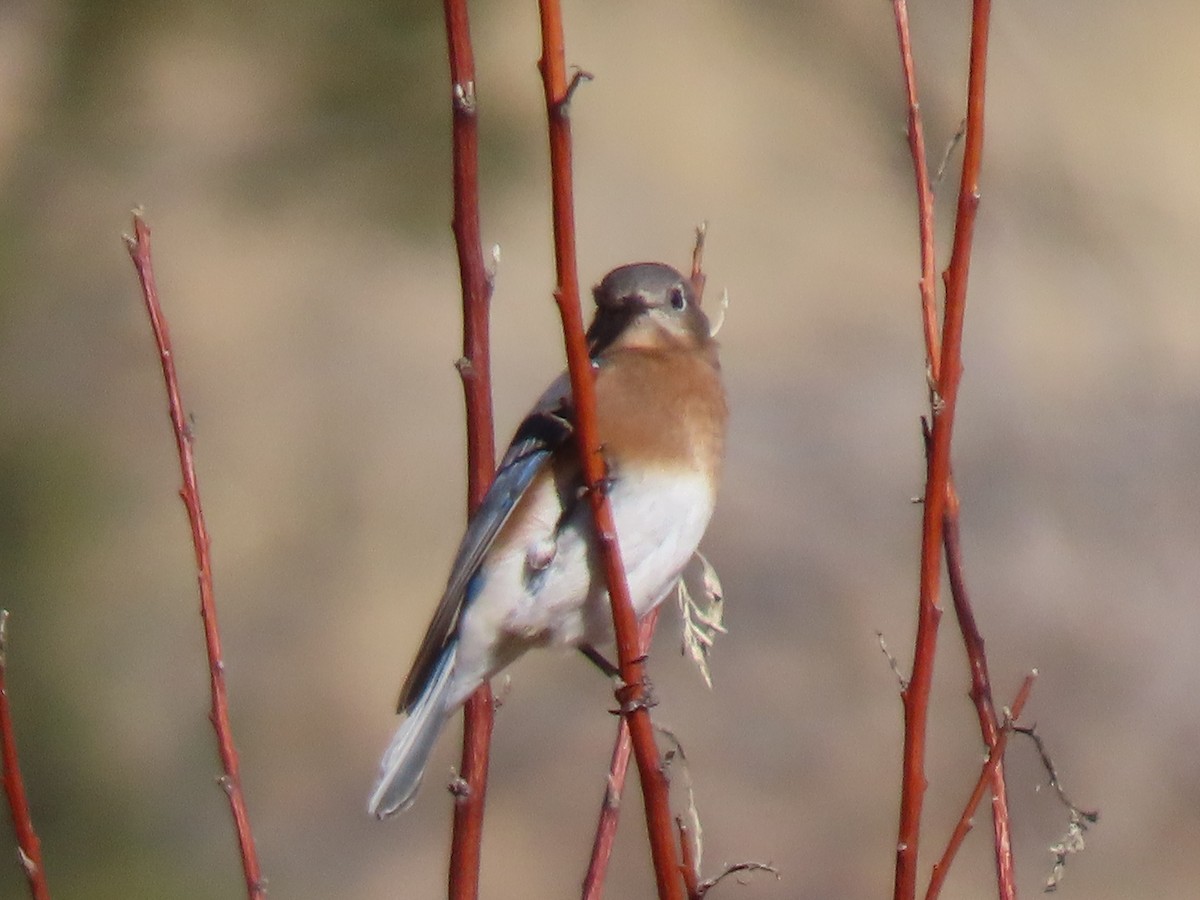 Eastern Bluebird - ML646932647