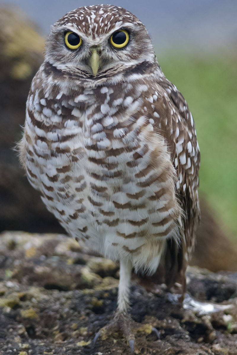 Burrowing Owl - ML646932648
