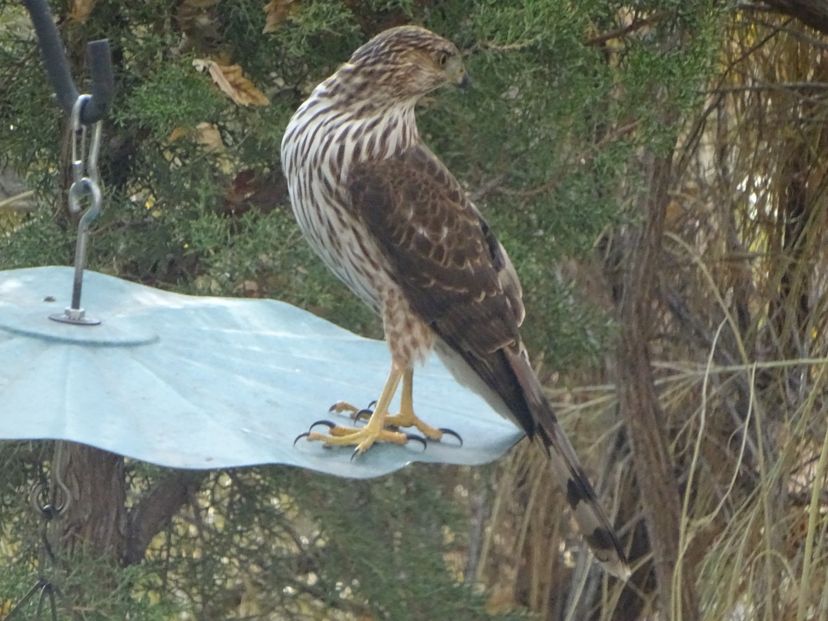 Cooper's Hawk - ML646932654