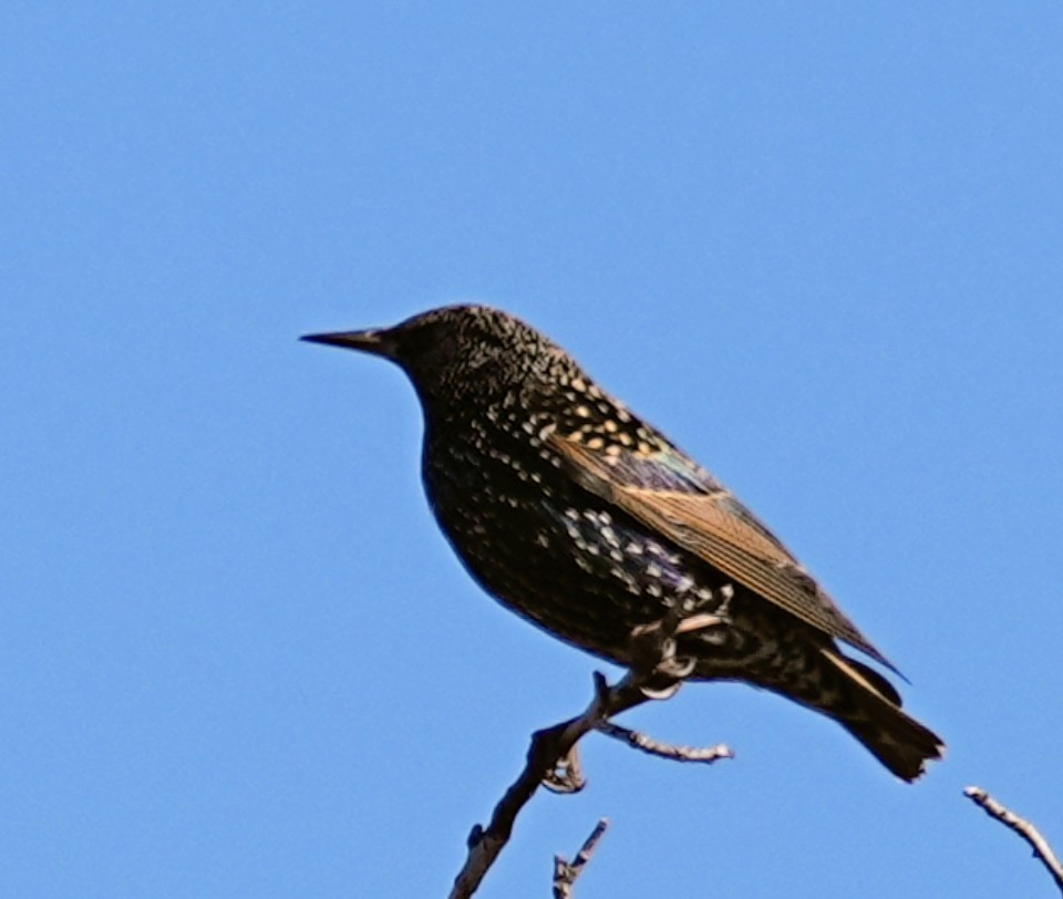European Starling - ML646932657