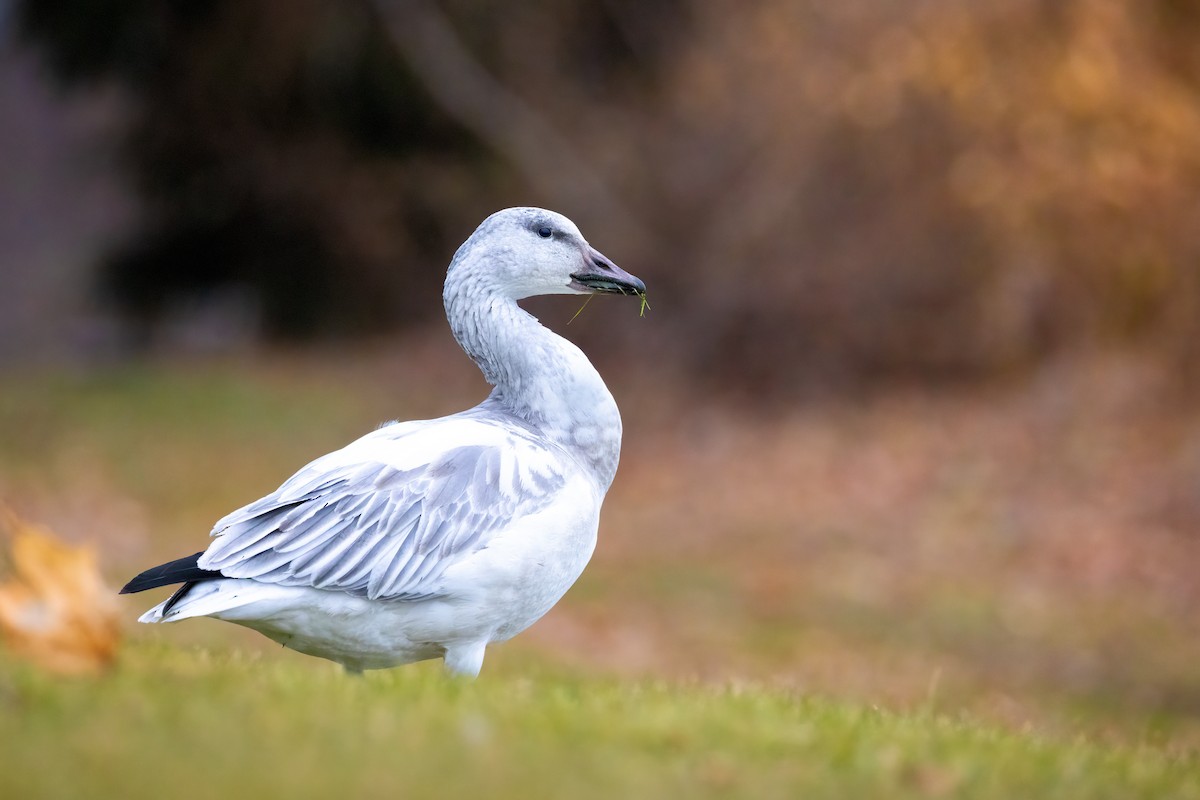 Snow Goose - ML646932659