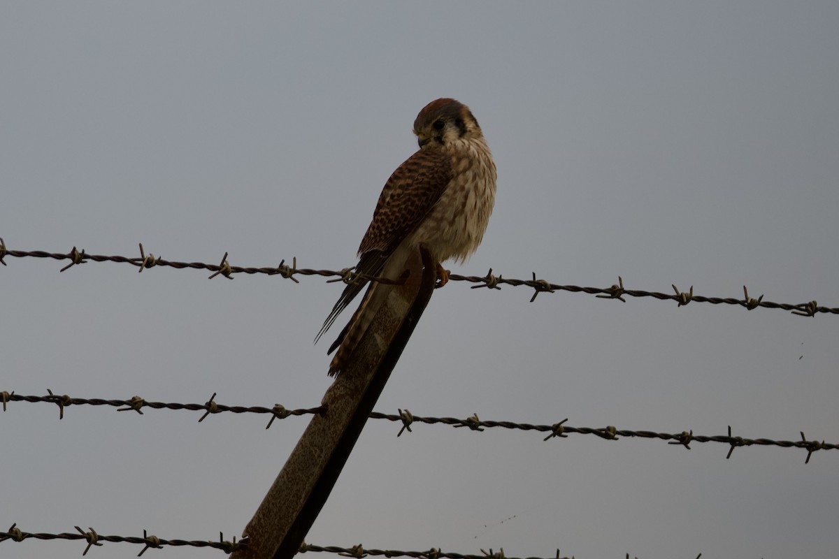 American Kestrel - ML646932660