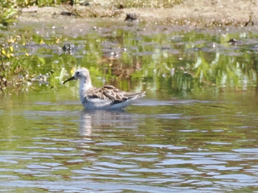 Curlew Sandpiper - ML646932662