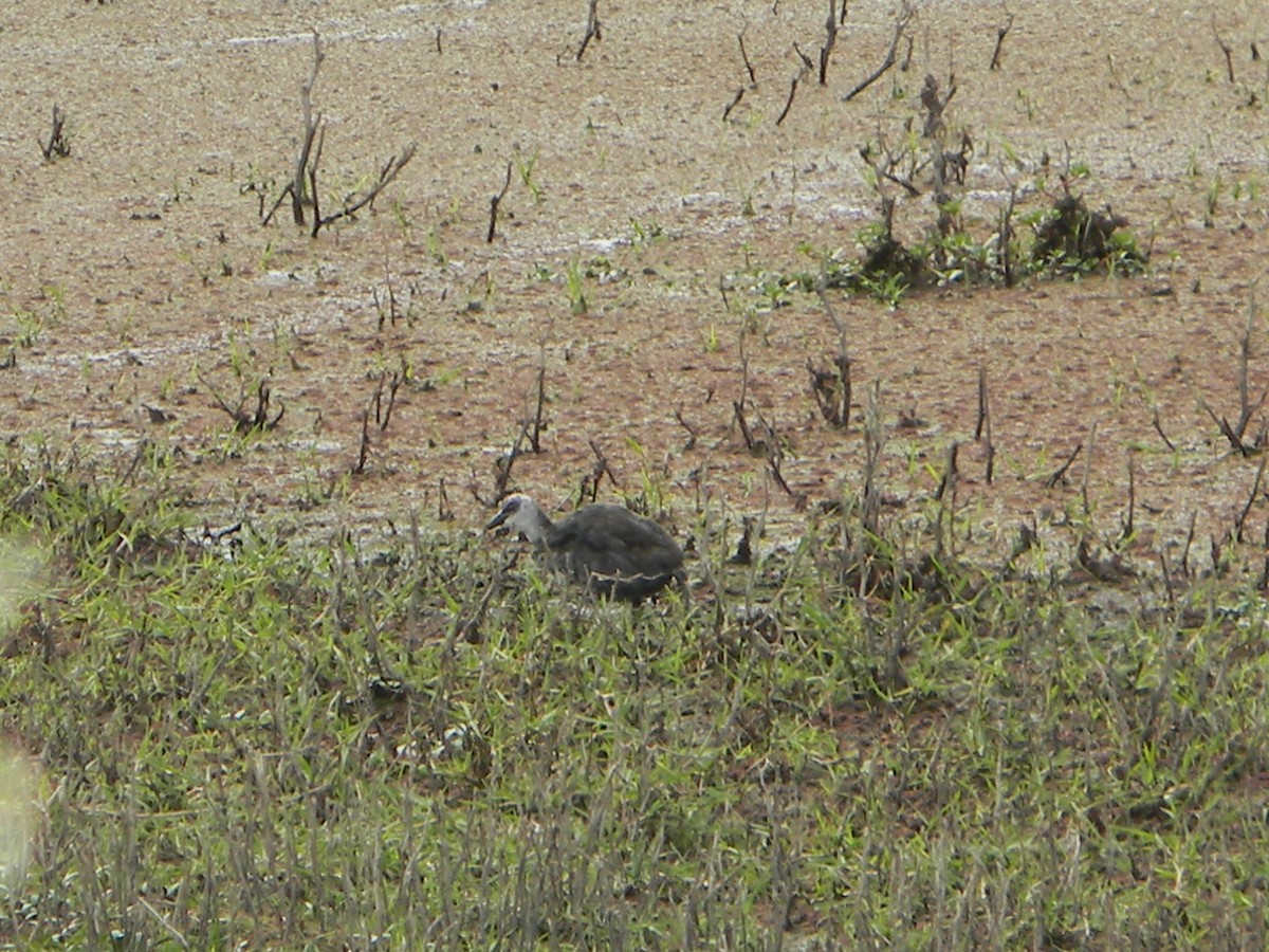 Red-gartered Coot - ML646932669