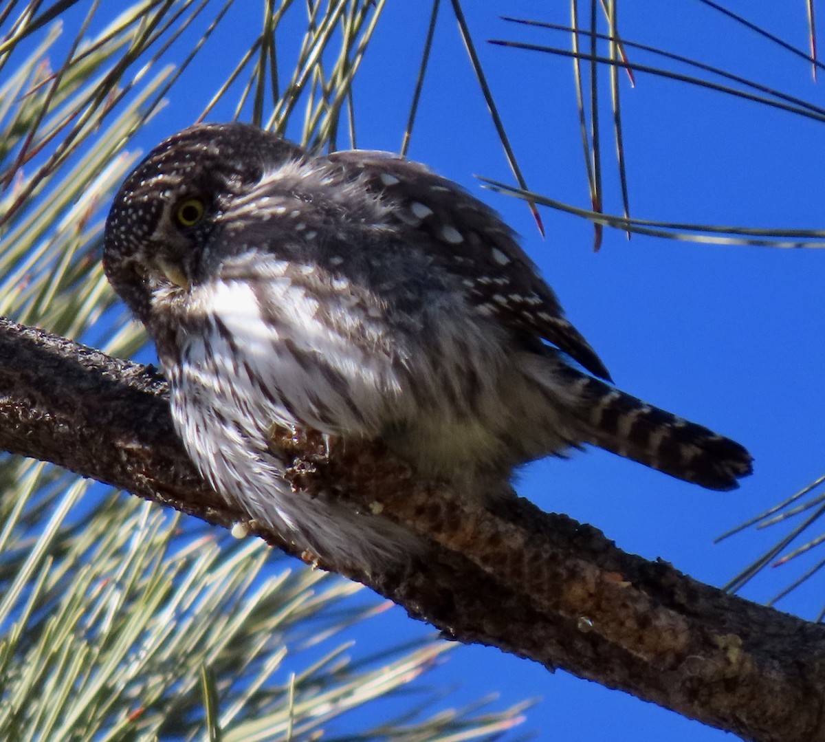 Northern Pygmy-Owl - ML646932675
