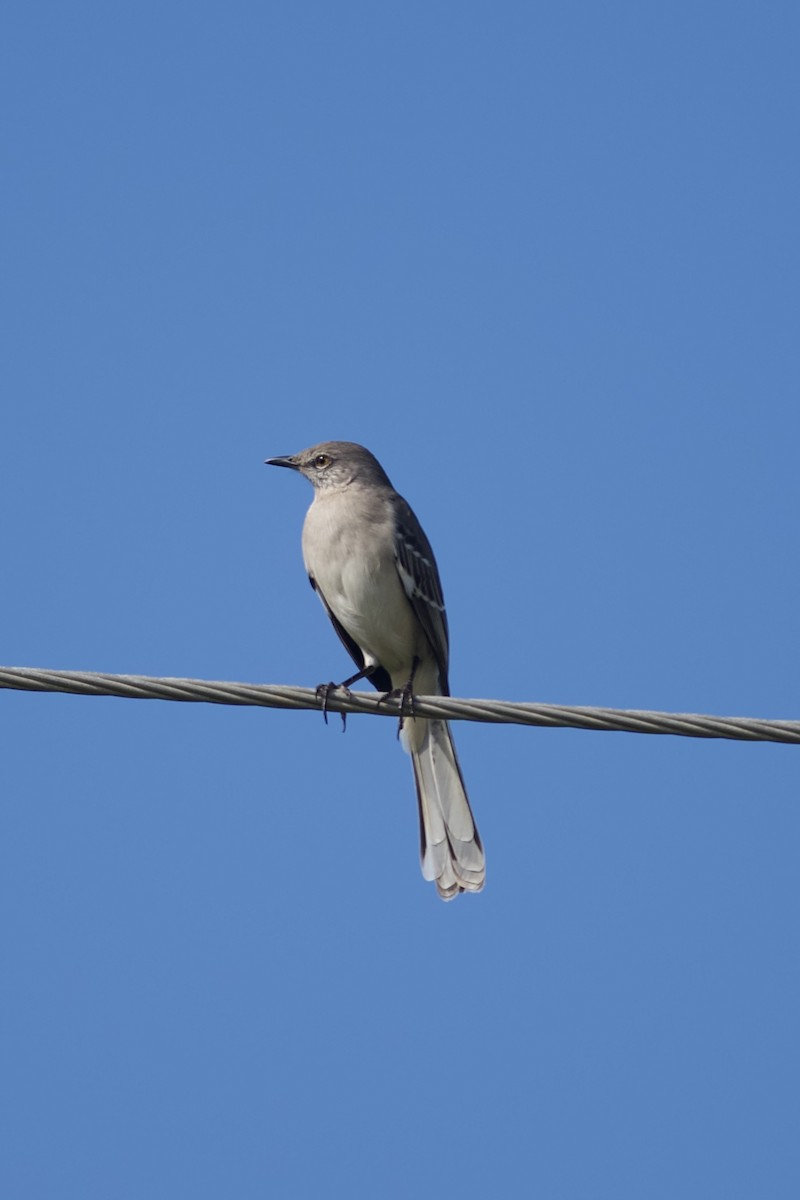 Northern Mockingbird - ML646932681