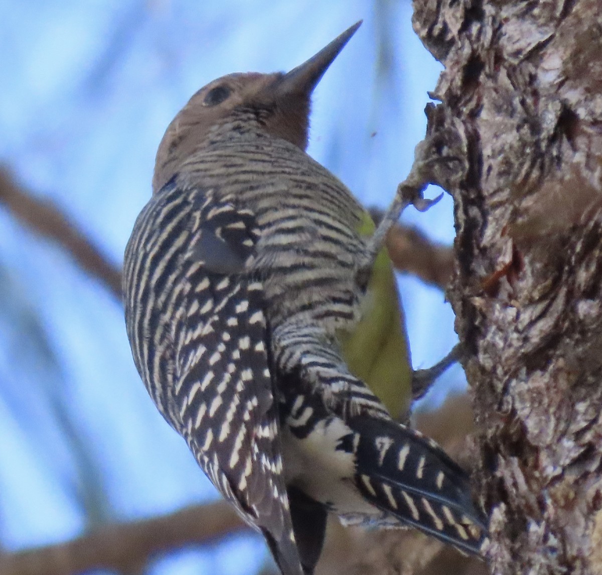 Williamson's Sapsucker - ML646932682