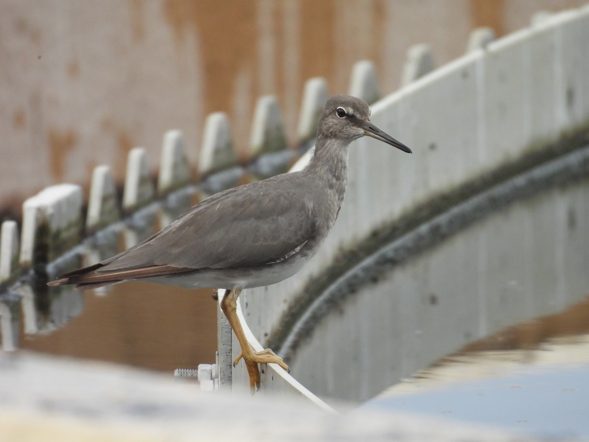 vodouš aljašský - ML646932683