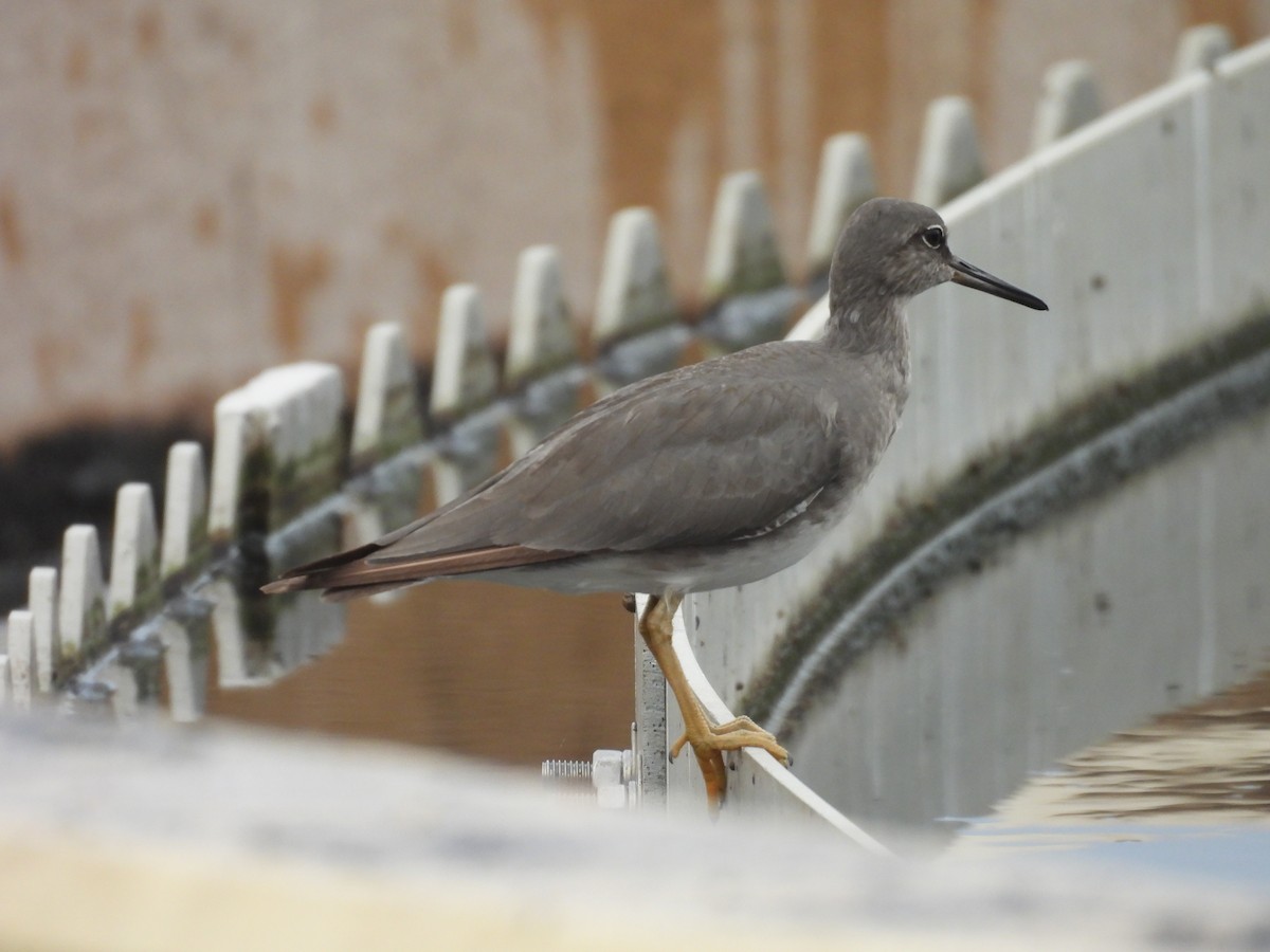 vodouš aljašský - ML646932684