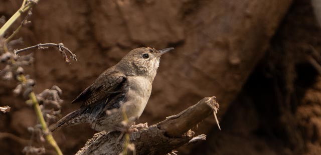 Northern House Wren - ML646932686