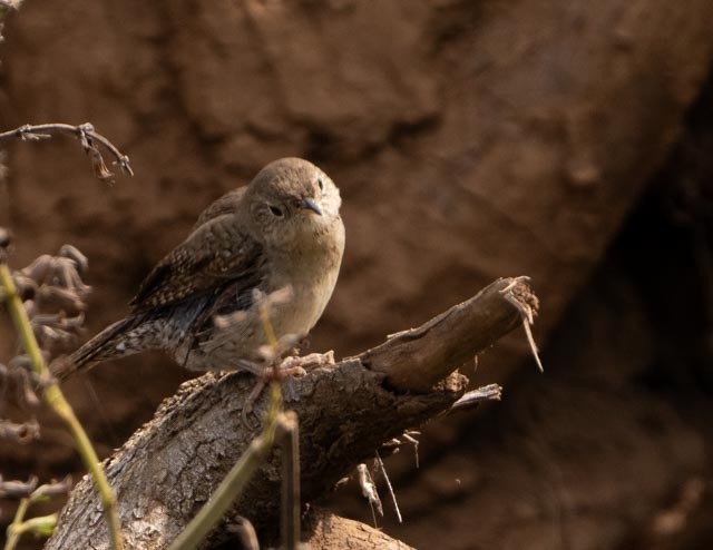 Northern House Wren - ML646932687