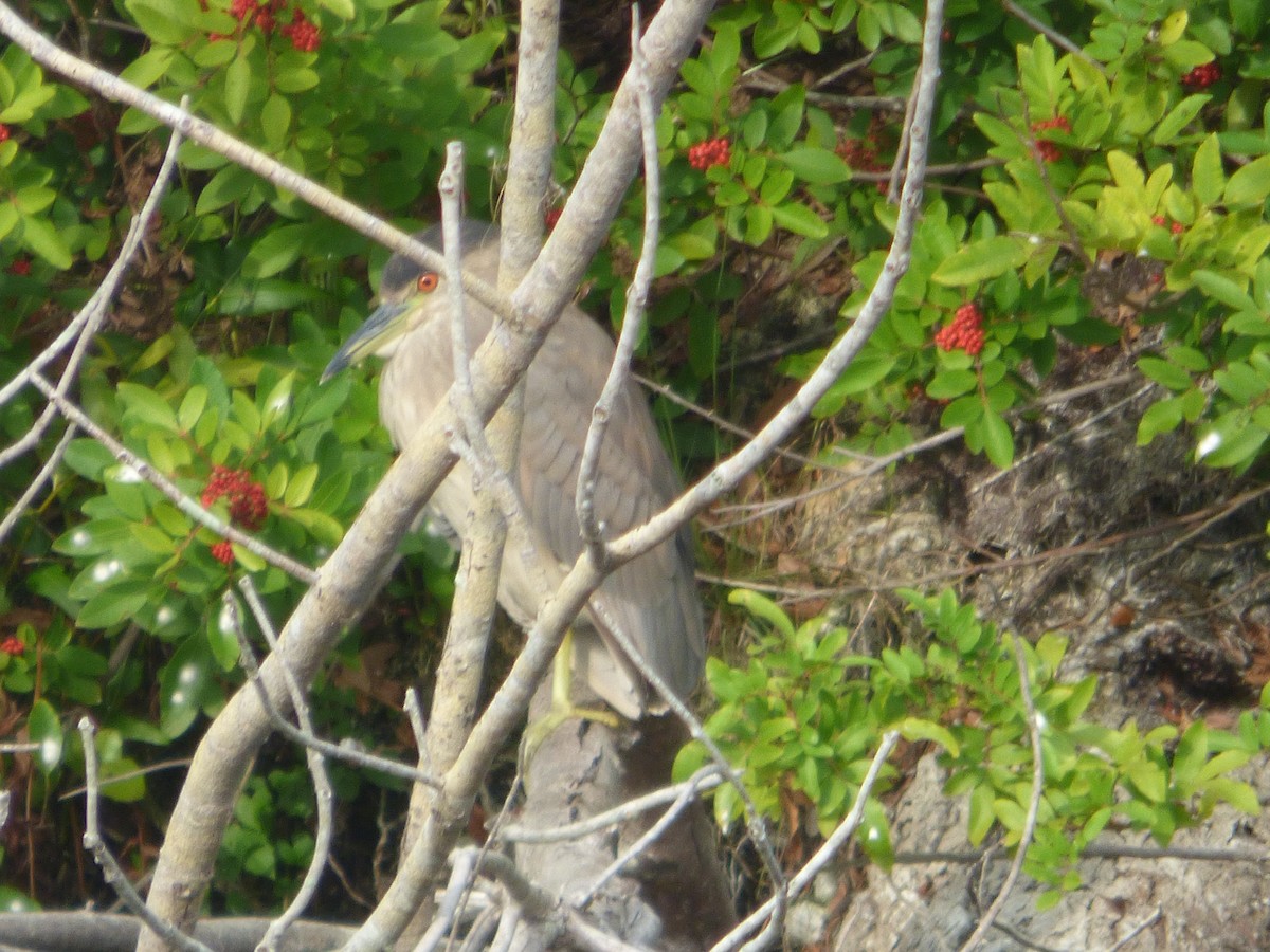 natthegre - ML646932688