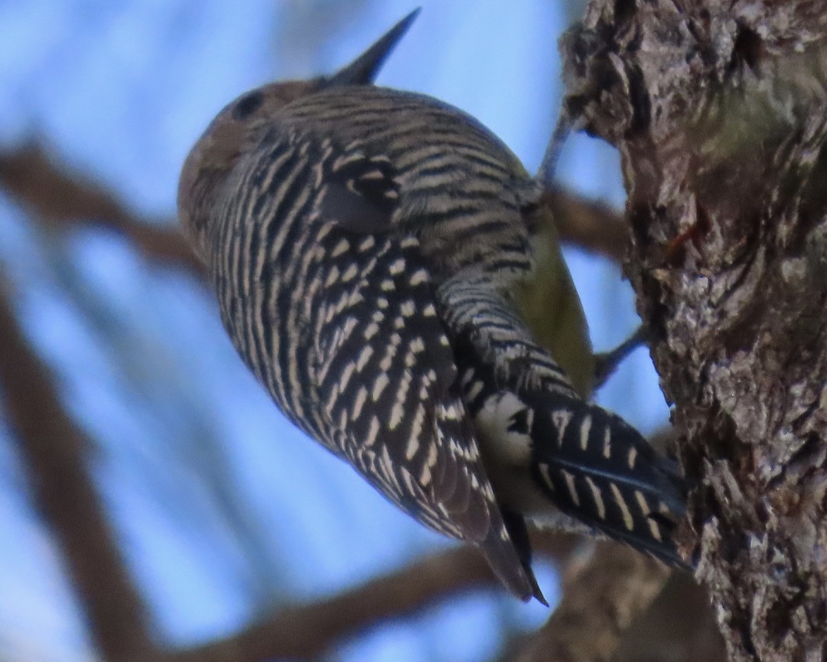 Williamson's Sapsucker - ML646932690