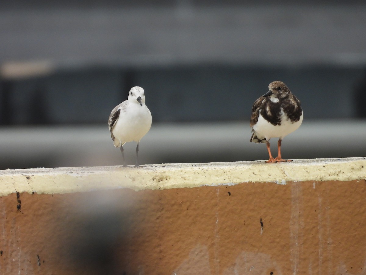 jespák písečný - ML646932693