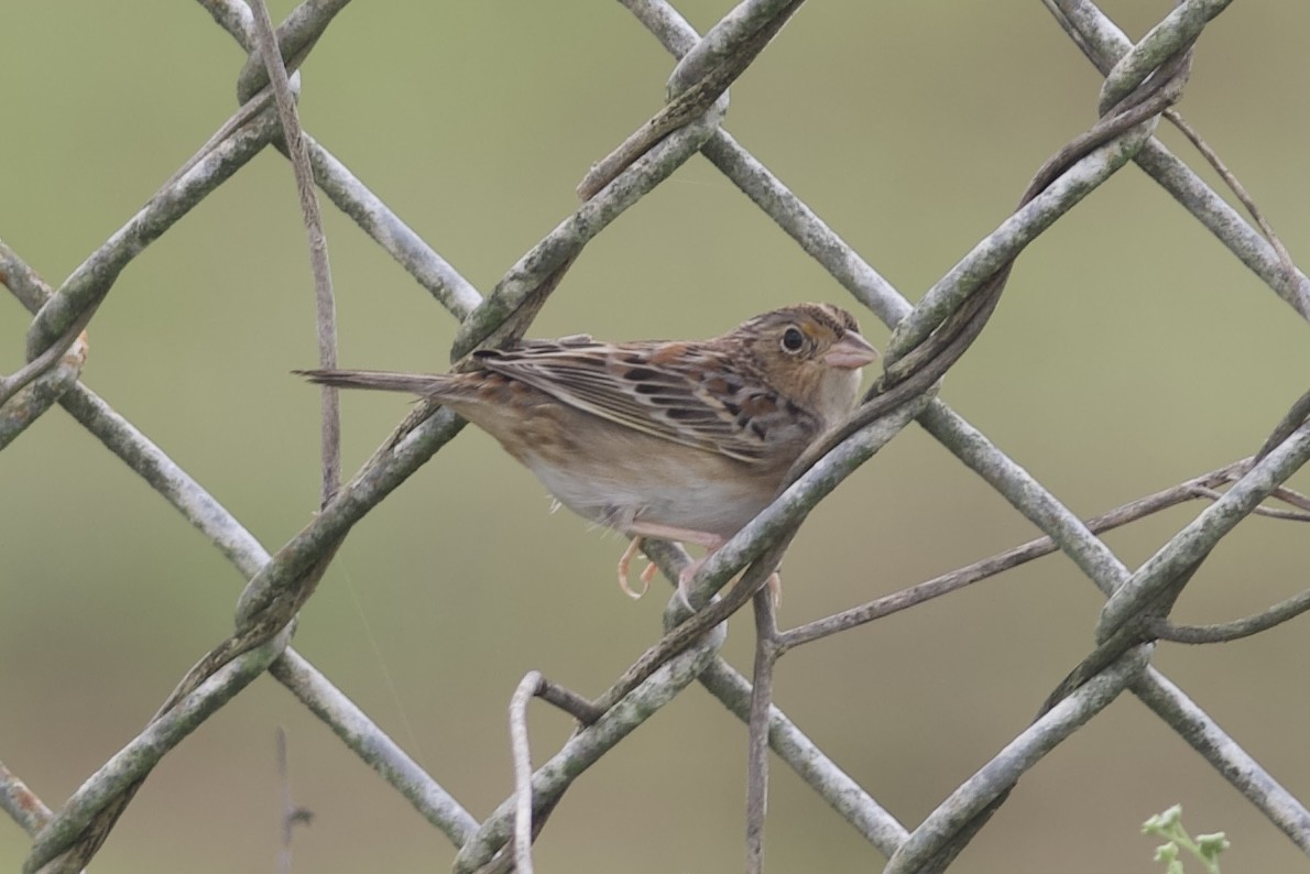 Grasshopper Sparrow - ML646932694