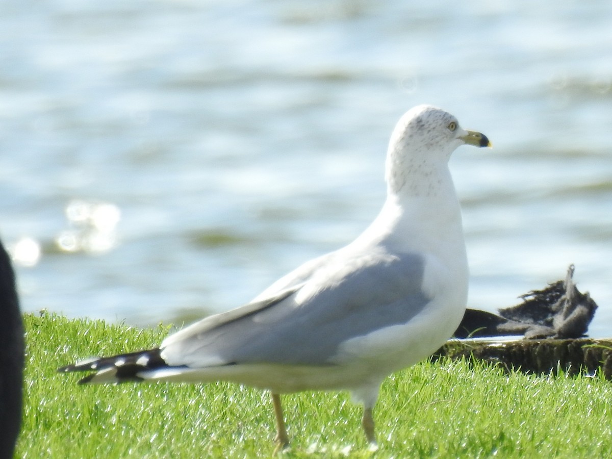 クロワカモメ - ML646932710