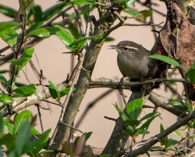 Troglodyte de Bewick - ML646932712