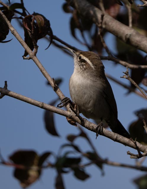 Troglodyte de Bewick - ML646932713