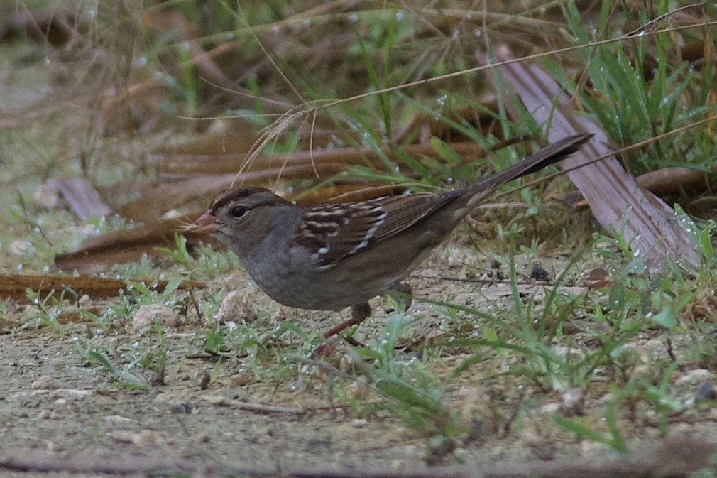 White-crowned Sparrow - ML646932714