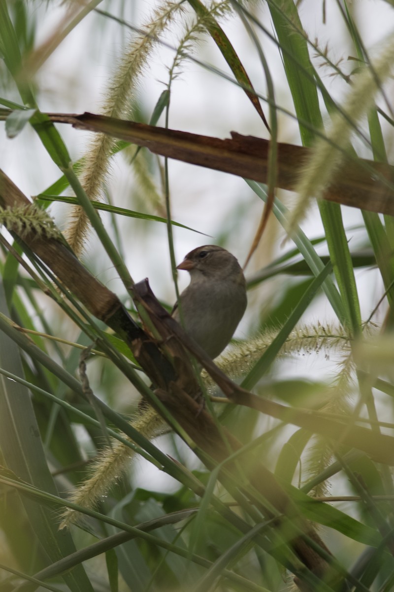 White-crowned Sparrow - ML646932715