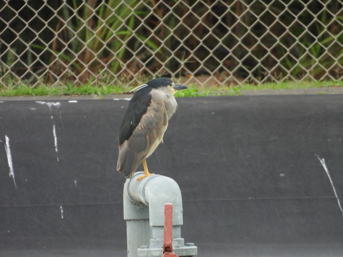 kvakoš noční - ML646932722