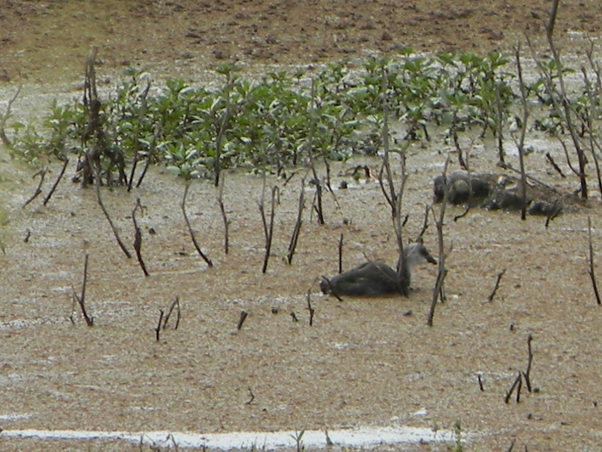 Red-gartered Coot - ML646932723