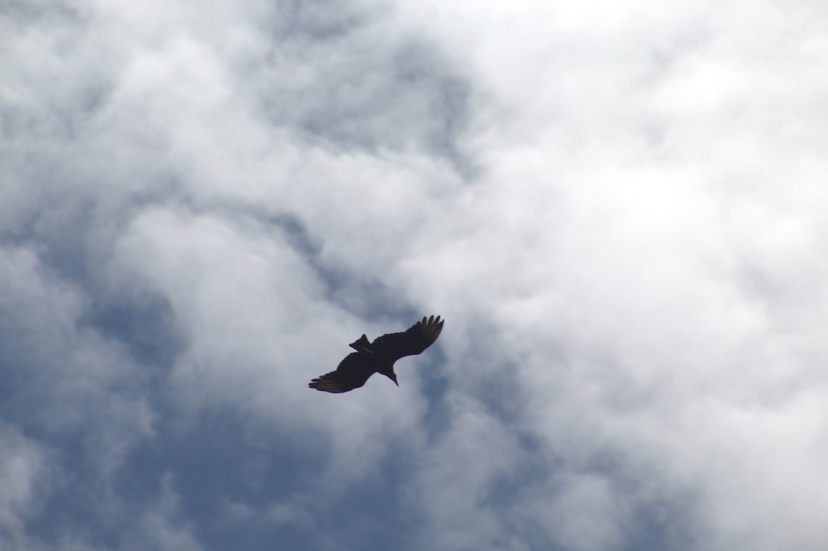 Black Vulture - ML646932726
