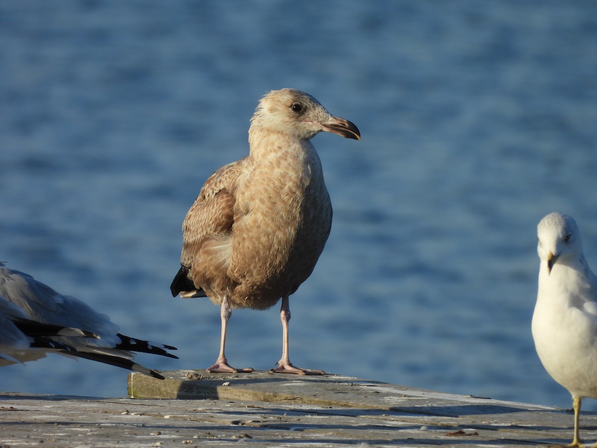 American Herring Gull - ML646932731