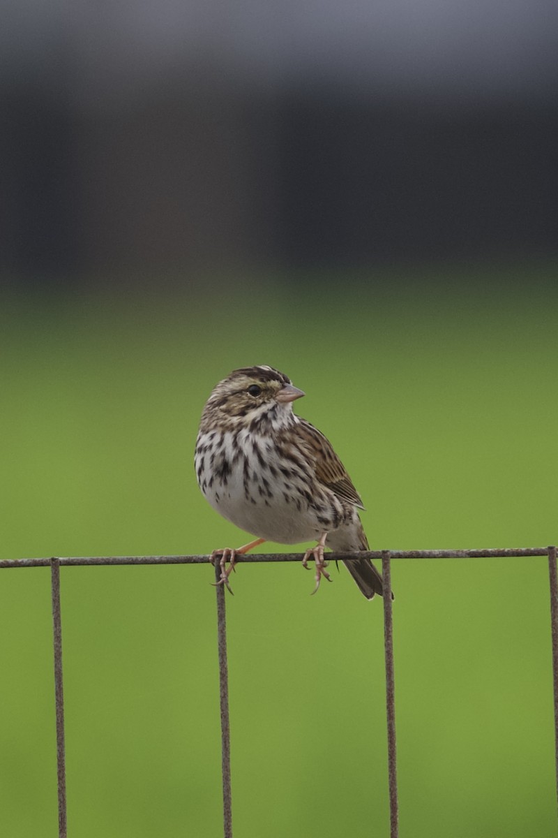 Savannah Sparrow - ML646932733
