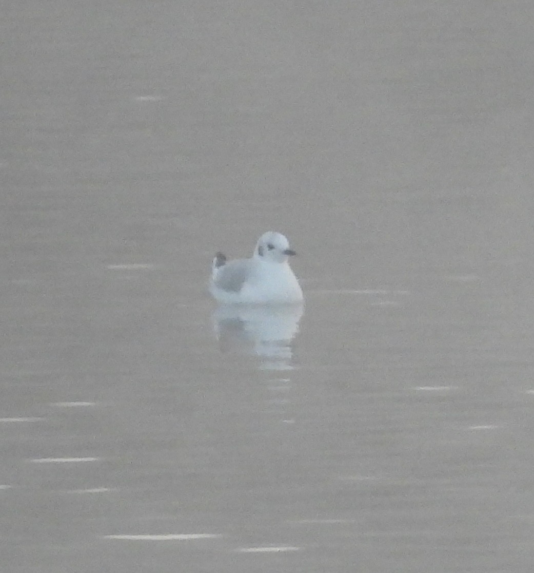 Bonaparte's Gull - ML646932742