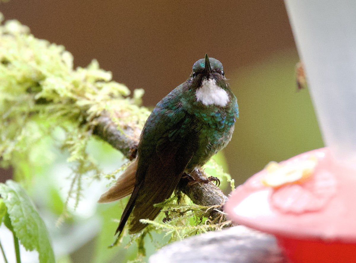 Grünband-Sonnennymphe - ML646932768