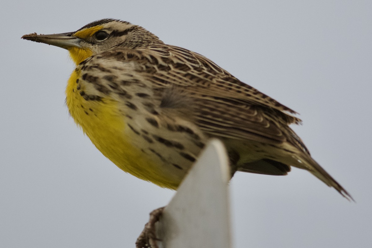 Eastern Meadowlark - ML646932770