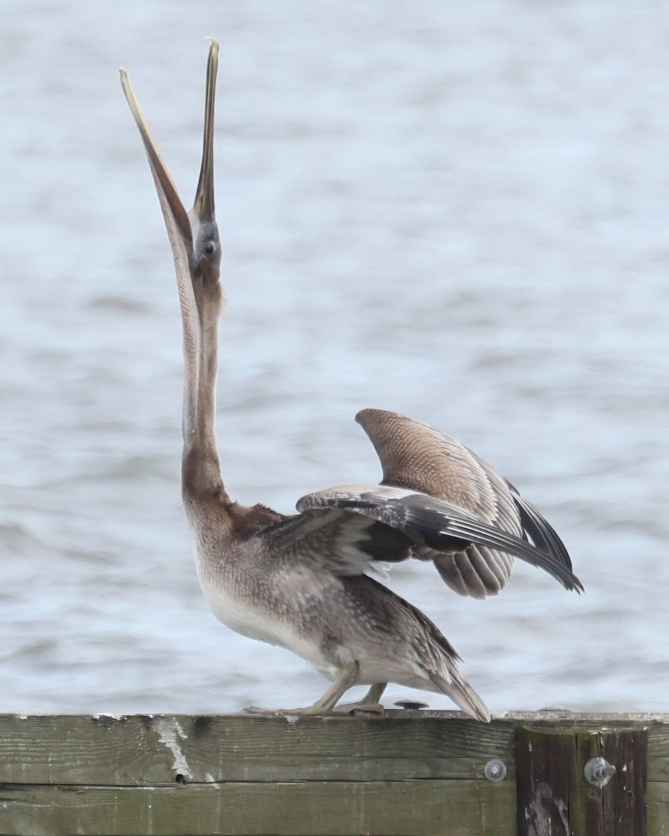 Pelícano Pardo - ML646932774
