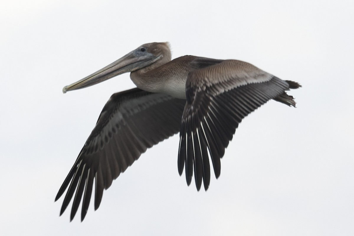 Pelícano Pardo - ML646932775