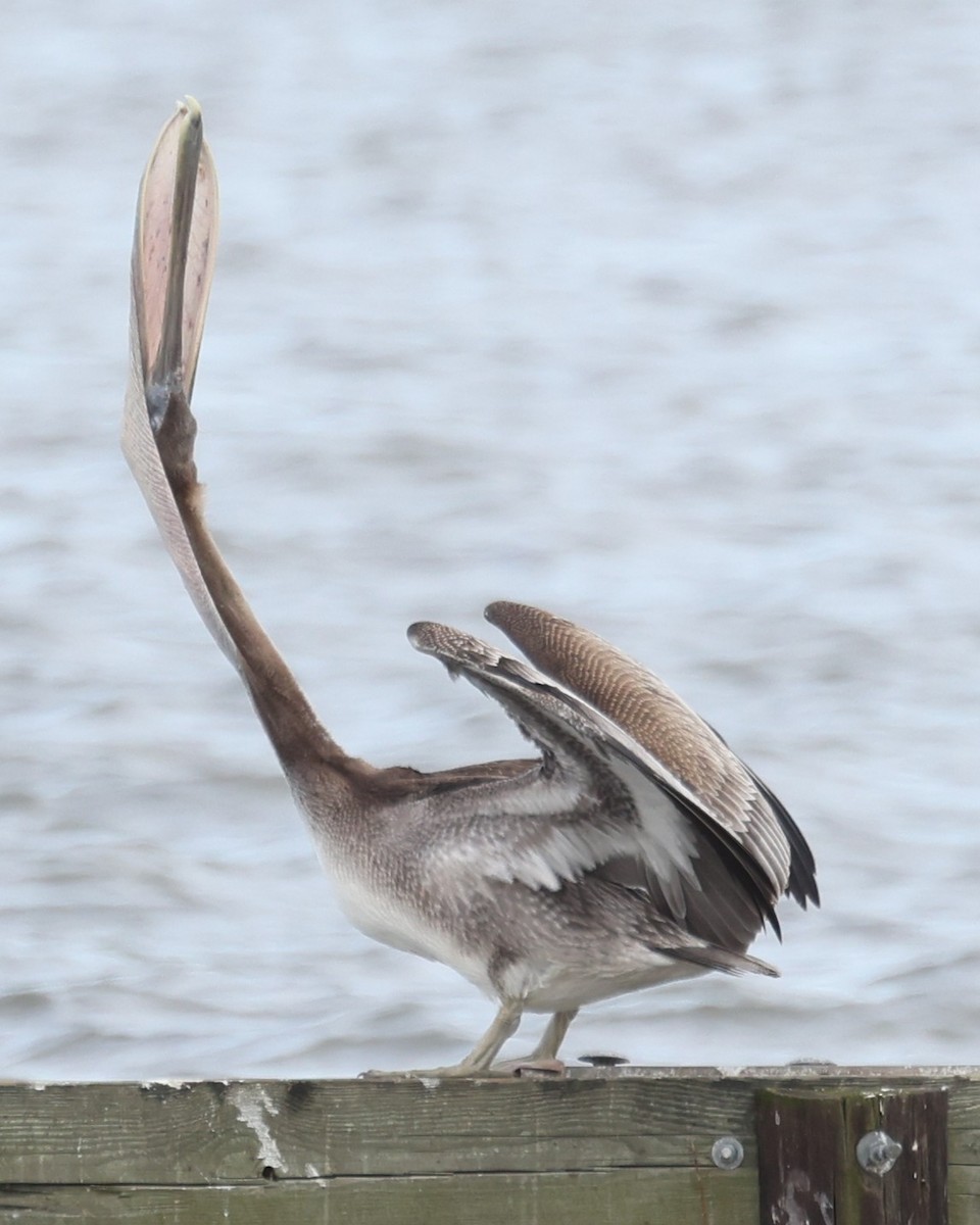 Pelícano Pardo - ML646932776