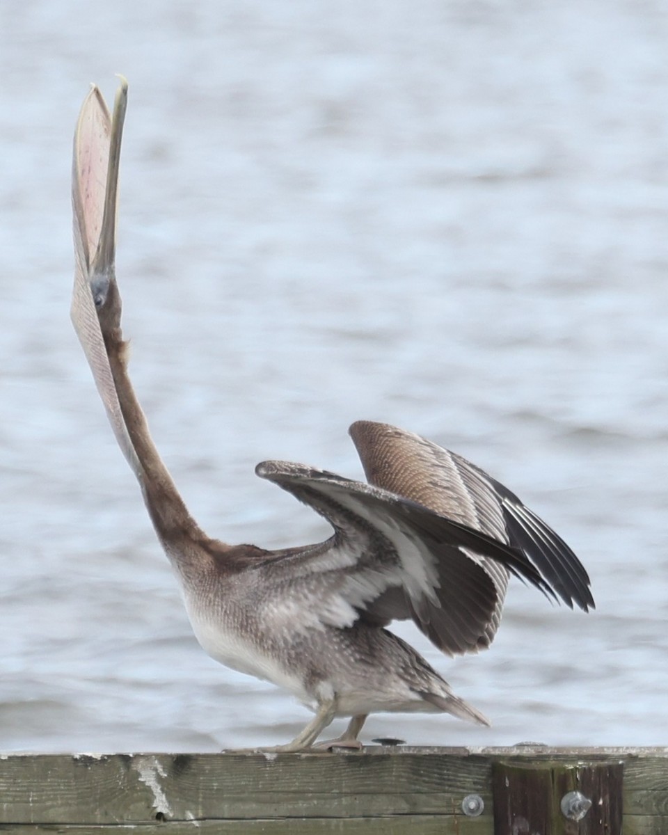 Pelícano Pardo - ML646932777