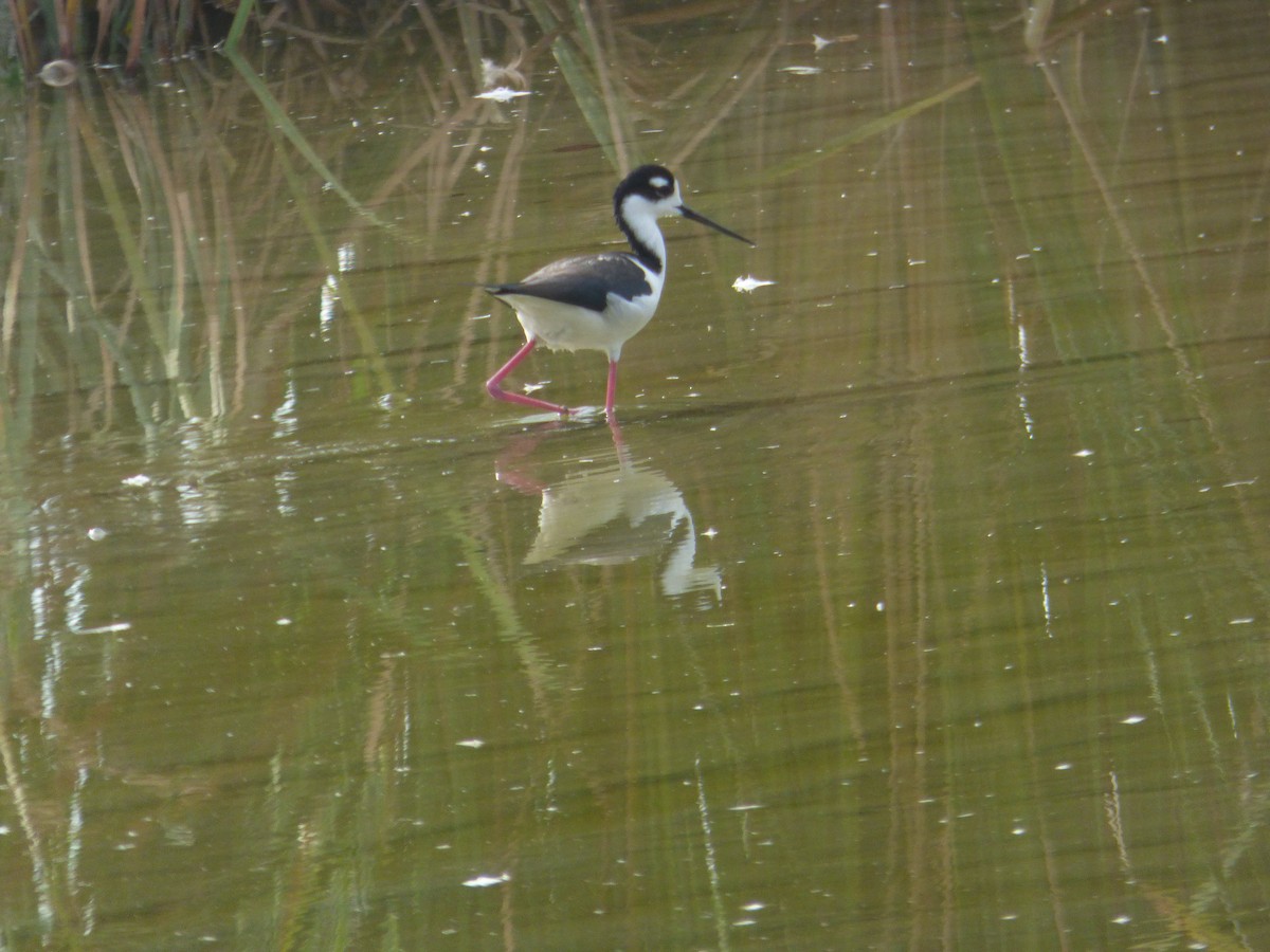 svartkronestylteløper - ML646932778