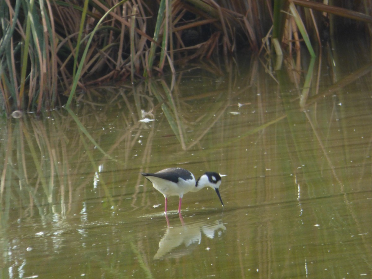 svartkronestylteløper - ML646932781